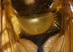 Epistrophe melanostoma