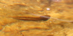 Pseudobarbus burchelli