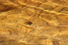 Pseudobarbus burchelli