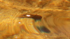 Pseudobarbus burchelli