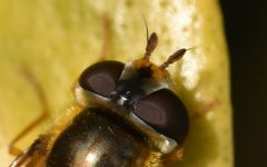 Epistrophe melanostoma