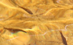 Pseudobarbus burchelli