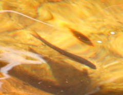 Pseudobarbus burchelli