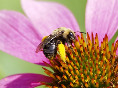 Eastern Thistle Longhorn Bee photo 4
