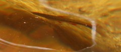 Pseudobarbus burchelli