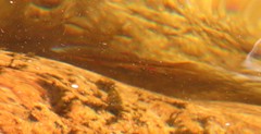 Pseudobarbus burchelli
