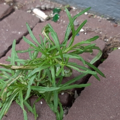 Senecio inaequidens