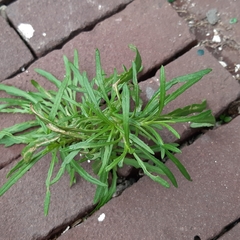 Senecio inaequidens