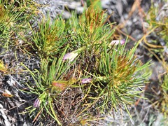 Melaleuca eriocarpa