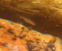 Pseudobarbus burchelli