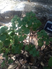 Plectranthus purpuratus