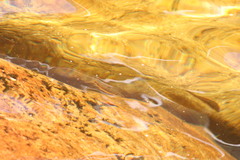 Pseudobarbus burchelli