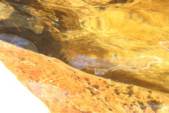 Pseudobarbus burchelli