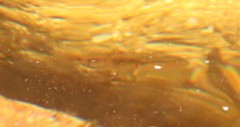 Pseudobarbus burchelli