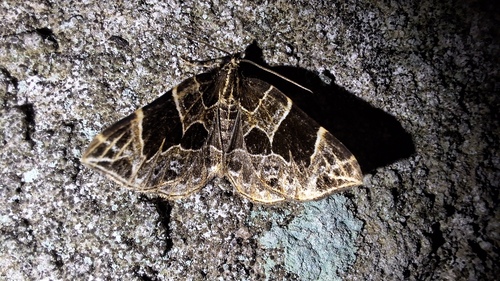 Dark-banded Geometer Moth photo 5