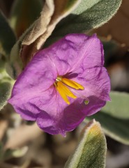 Solanum aridicola
