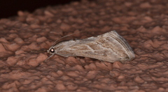 Evergestis vinctalis