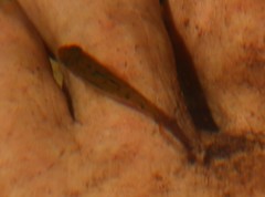 Pseudobarbus burgi