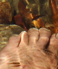 Pseudobarbus burchelli