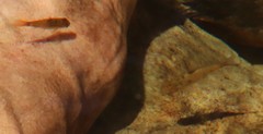 Pseudobarbus burchelli