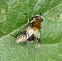 Leucozona lucorum