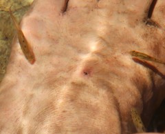 Pseudobarbus burchelli