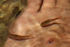 Pseudobarbus burchelli