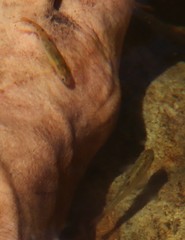 Pseudobarbus burchelli