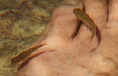 Pseudobarbus burchelli