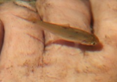 Pseudobarbus burchelli