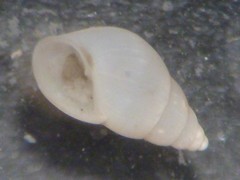 Odostomia