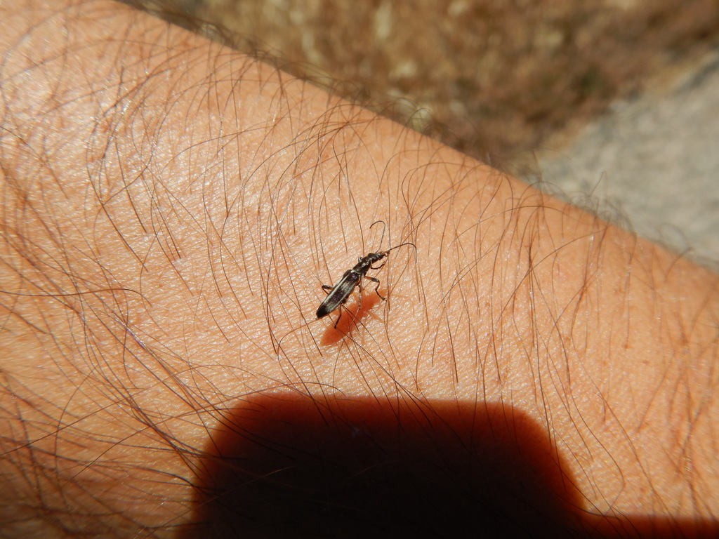 Chitona connexa