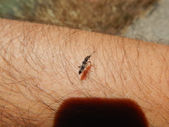 Chitona connexa