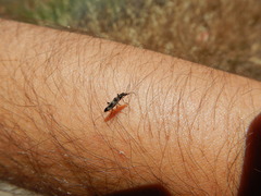 Chitona connexa