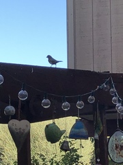 Haemorhous mexicanus