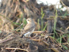 Oenanthe isabellina