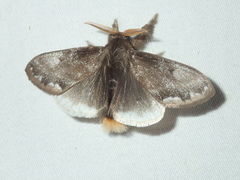 Urocoma marginalis