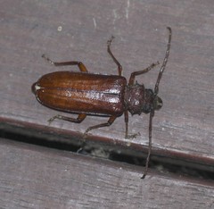 Cacodacnus planicollis