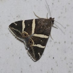 Grammodes pulcherrima