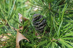 Sciadopitys verticillata