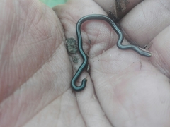 Epictia