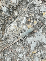 Sceloporus parvus