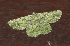 Aeolochroma viridicata