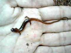 Eurycea chamberlaini