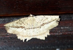 Polyacme subpulchra