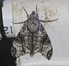 Psilogramma menephron