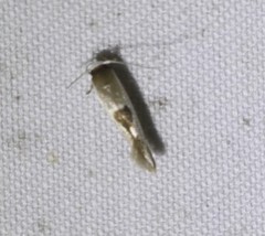 Stathmopoda megathyma