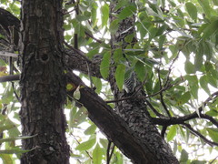 Melanerpes aurifrons