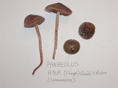 Panaeolus ater