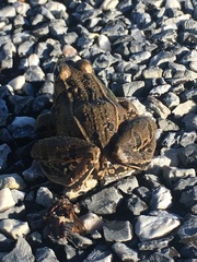 Lithobates kauffeldi
